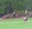 tour 18 azalea bushes
