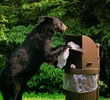 Black Bears - Chateau Whistler Golf Club
