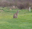 Temecula Creek Inn - bobcat