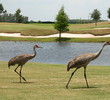 Wide fairways at Eagle Creek