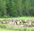 Panther Creek Golf Club