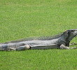 Britannia Golf Club