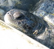 Grand Cayman - Turtle