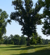 Hickory Ridge - hole #18 and Mutombo
