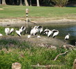 Pawleys Plantation