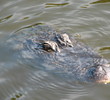 Turtle Point Golf Course - Alligator