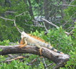 Crandon Park Golf Course - Wildlife
