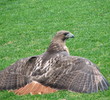 The Arthur Hills Course - Wildlife