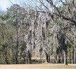 Jefferson Country Club - Moss