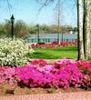 Augusta Azaleas