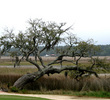 Palmetto Golf Course - The Landings - Marshes