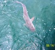 Mississippi Gulf Coast - Fishing Charters