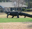 Perdido Bay - Alligator