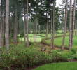 Crown Isle Resort - Trees