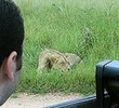 Land Rover Lions