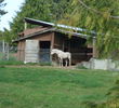Arbutus Ridge Golf Club - Horse