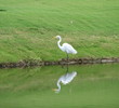 The Lagoon Golf Course - Bird