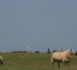 Royal North Devon - Sheep