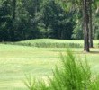 Plantation Oaks