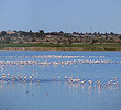 Pink Flamingoes