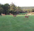 Sea Ranch Golf Links - Deer