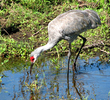 Innisbrook Resort and Golf Club - Bird