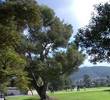 Lake San Marcos Country Club