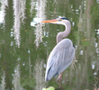Cleveland Heights Golf Course - heron