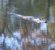 Sea Trail Golf Resort and Convention Center - gator