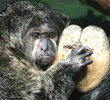 Miller Park Zoo