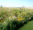Eagle Falls Golf Course - Wildflowers