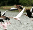 Rancho Viejo Resort & Country Club - Wildlife