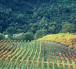 Carmel Valley Vineyard