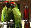 Paradise Village Beach Resort and Spa - Birds