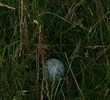 Ball in the rough