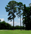 Rose Hill Golf Club - Hole 8