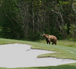 Grizzly at Kananaskis Country Golf Course