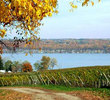 Sheldrake Point Vineyard