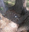 Unplayable lie