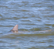 Hilton Head - dolphin