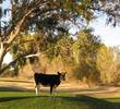 Tubac Golf Resort - cow