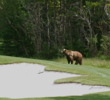Kananaskis Country Golf Course - bear