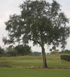 Naples Grande Golf Club - hole 9