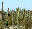 Saguaro Cactus