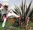 Mexican jimador