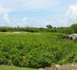 Cozumel Country Club - back nine