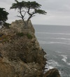 Pebble Beach Golf Links - the lone cypress