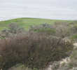 The Links at Spanish Bay