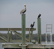 Kayaking in Beaufort, S.C. - pelicans