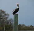 Kayaking in Beaufort, S.C. - pelican